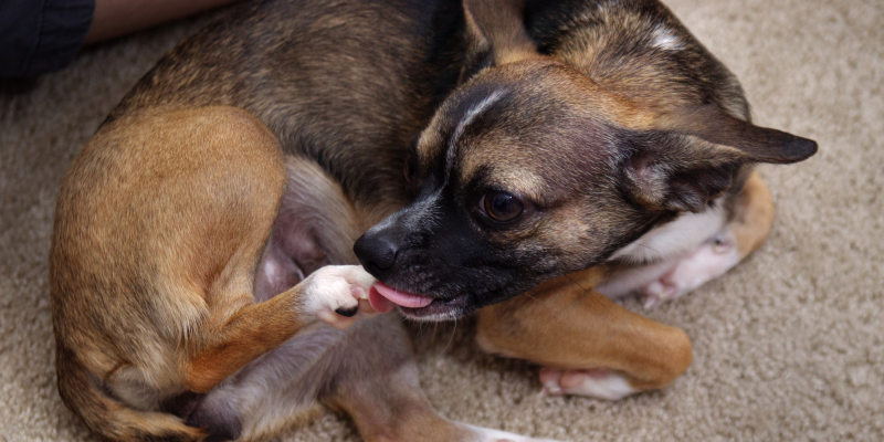 6 Effective Home Remedies To Stop Dogs From Licking Paws