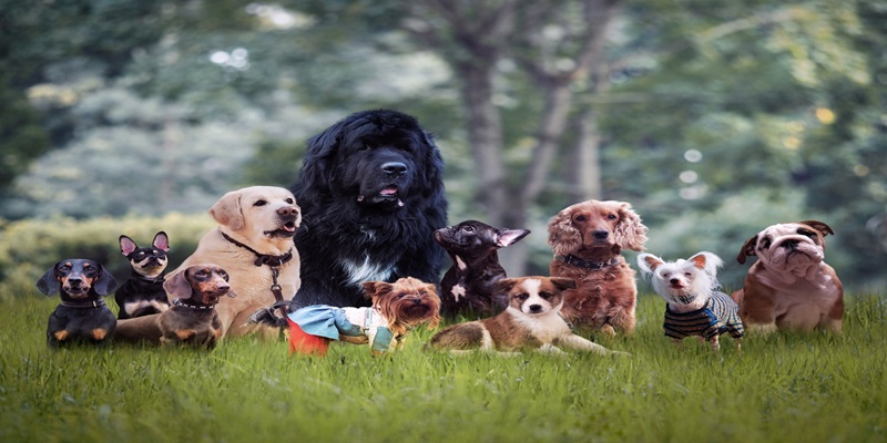 5 Best Dog Breeds for First-Time Owners