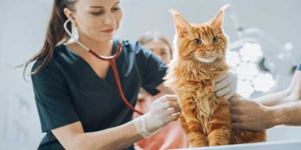 Pet Health Trends in 2025: What Every Pet Parent Needs to Know?