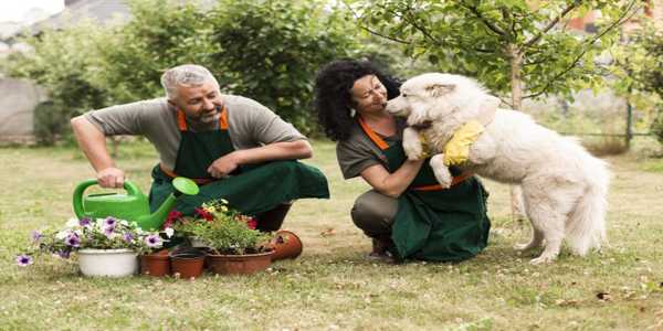 How To Build A Pet-Friendly Garden: Safe Plants And Features For Pets
