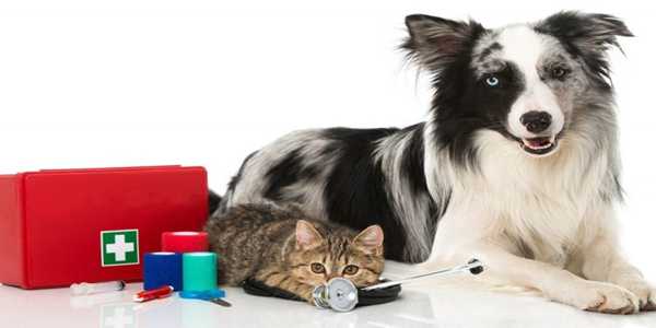 Safeguarding Your Pets: Essential First Aid at Home