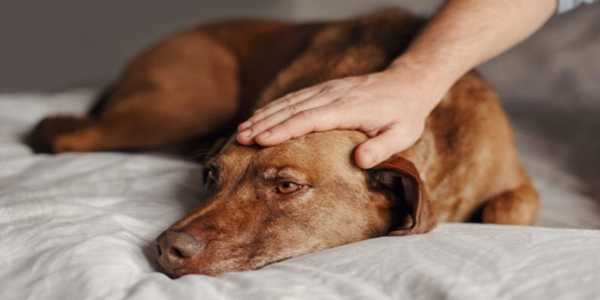 15 Common Signs of Illness in Pets: When to See a Vet?