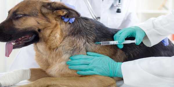 The Importance of Vaccinations: Protecting Your Pet from Disease